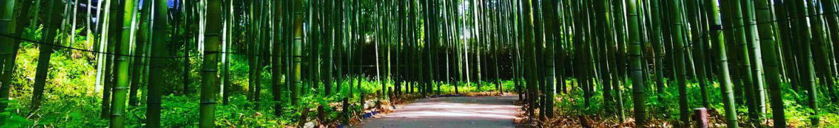 嵯峨野