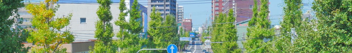 貫通道路の銀杏並木