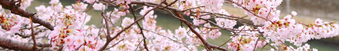 目黒川の桜